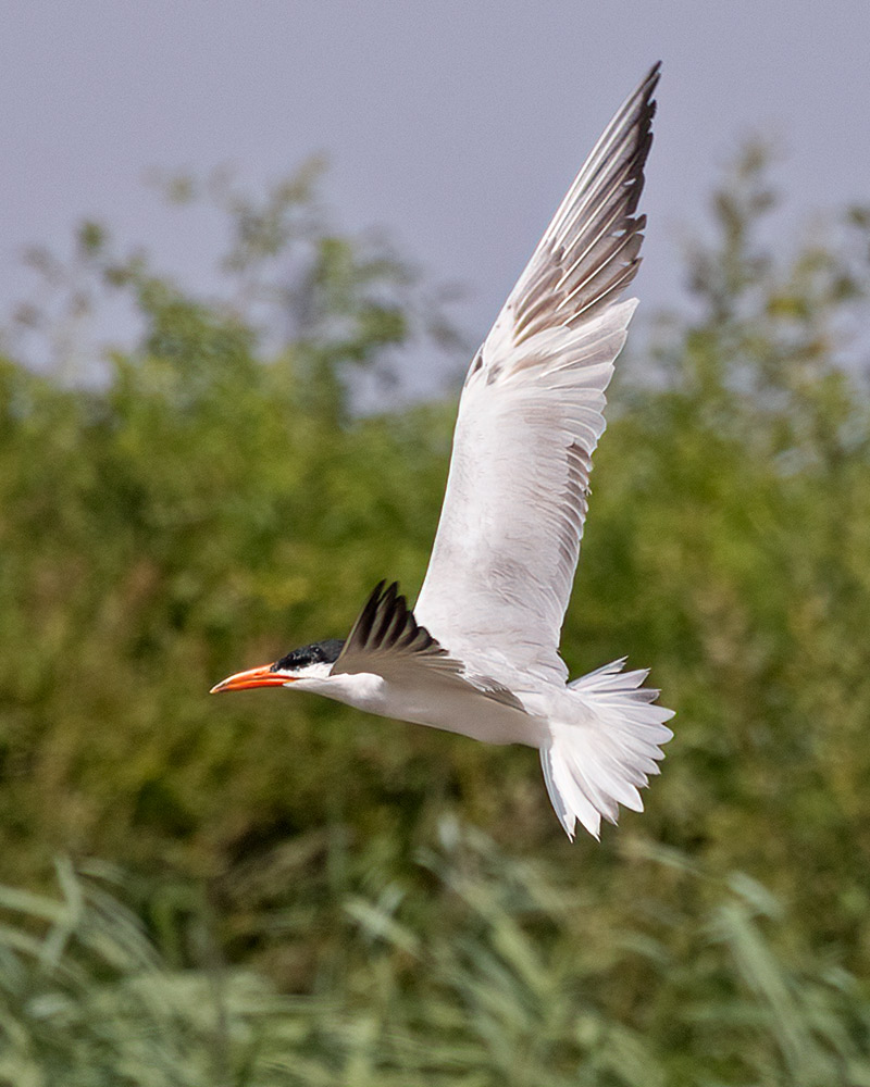 Caspian tern